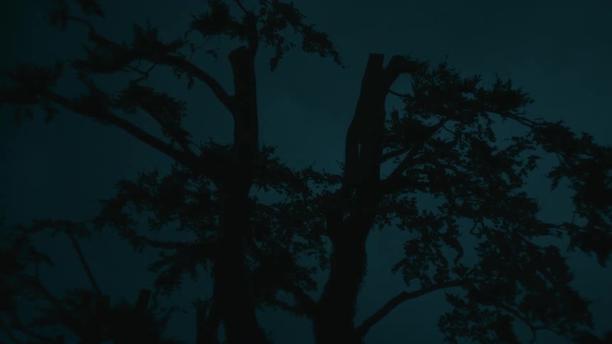 A view of a dark tree silhouette appears against a dim sky