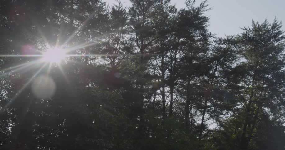 The sun is peeking in through the branches of the tall trees