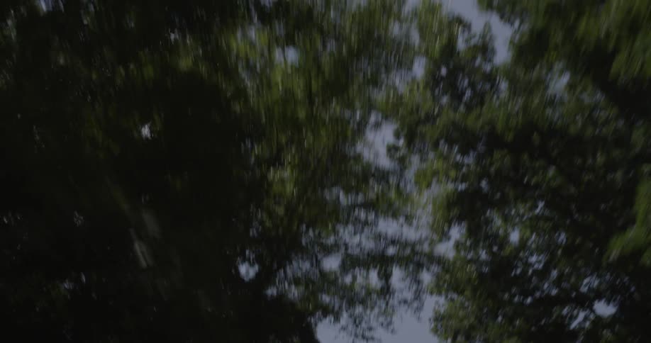 Traveling past trees on clear day