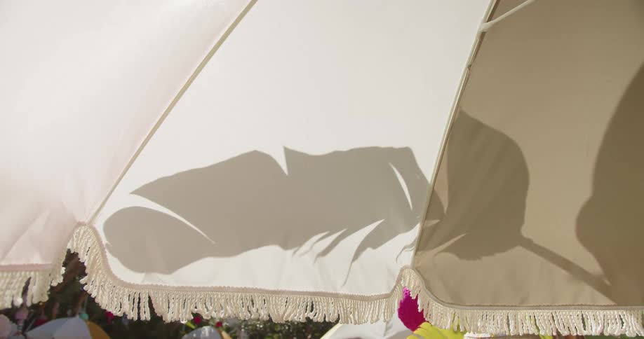 A view of a palm tree and umbrella