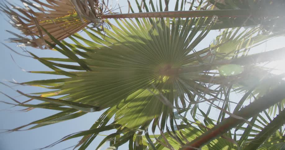 A view of some palm trees outdoors on a sunny day