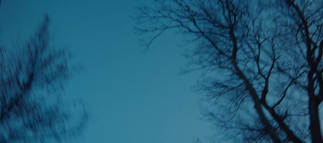 Leafless trees stand silhouetted against the winter sky