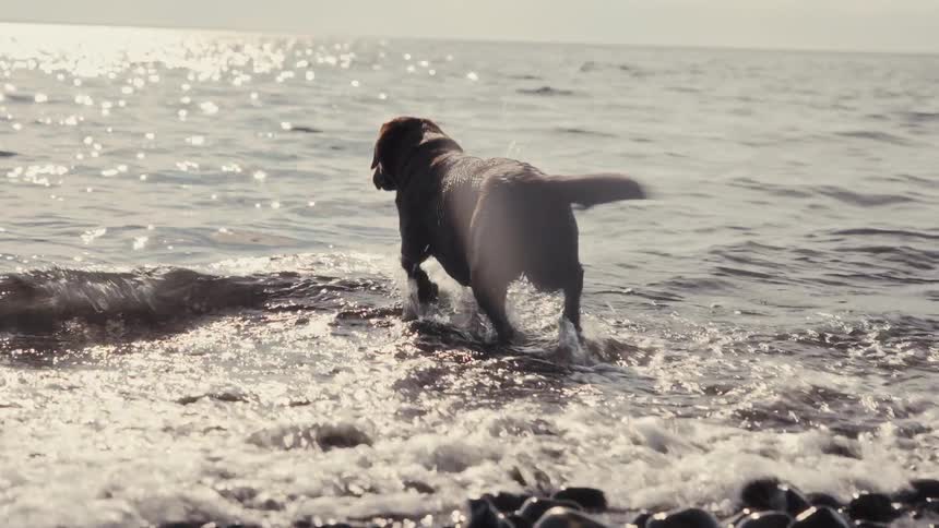 Dog walking in the water at the beach as waves roll in to shore