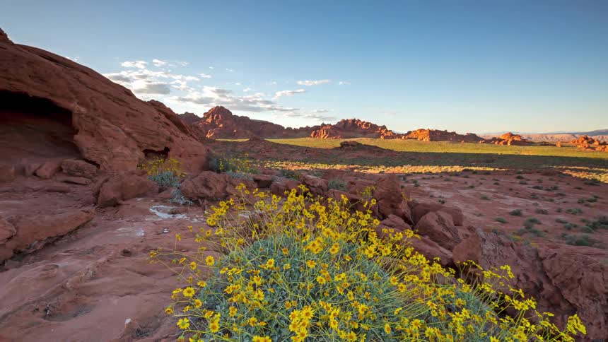 Wildflowers in the desert with red rock formations and mountains across the landscape