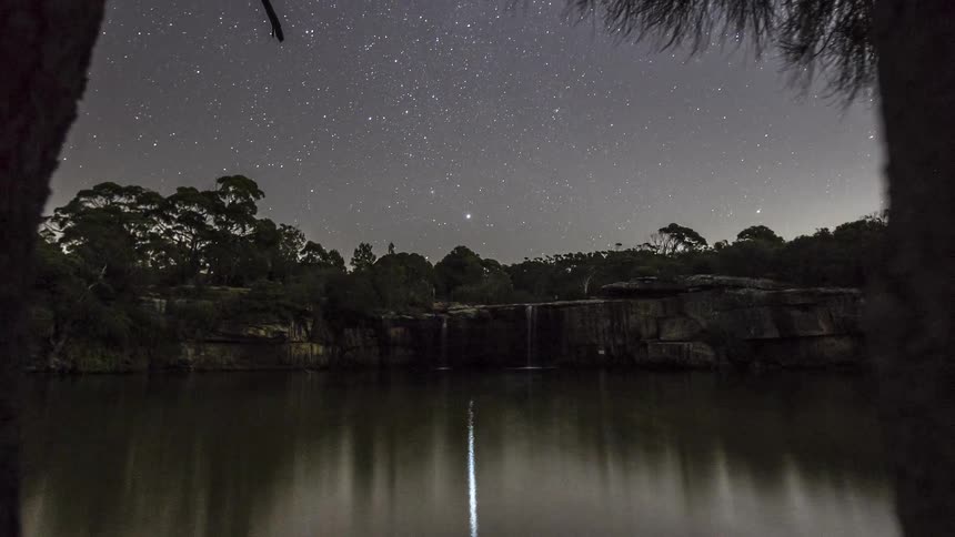 Trees and plants along the coast as stars move across the night sky