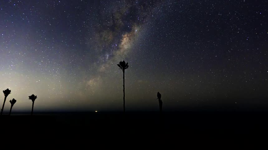 Milky way visible in the night sky above a dark horizon with silhouettes of isolated plants