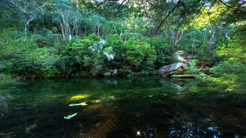 A view of a lake in the middle of a forest