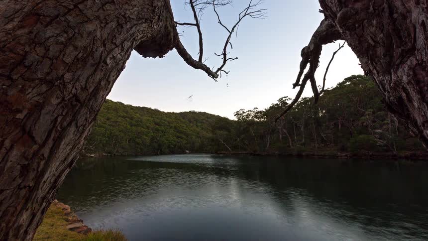 The camera moves forward between two large trees to reveal a wide river flowing through a valley of dense green forest as the last light of the sun hits the distant hillside under a clear sky