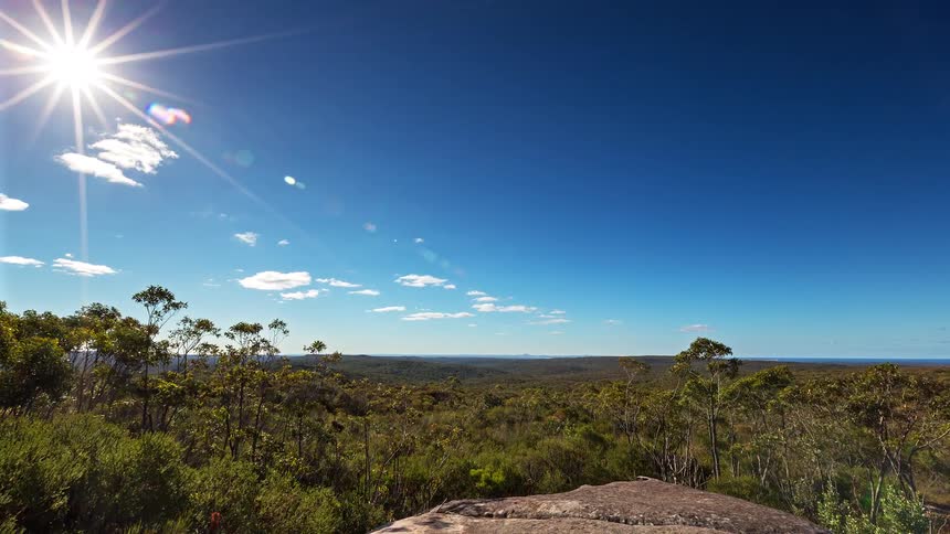 Dense forest under a blue sky with radiant sun