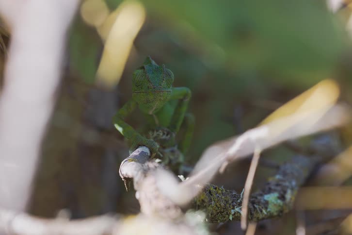 A chameleon walking on a branch