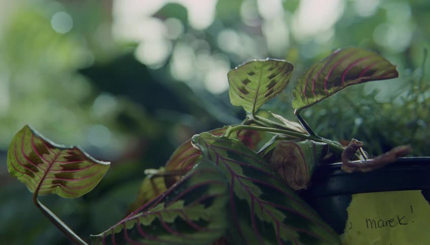 A small houseplant with distinctive pink veins sits in soft focus against a lush green background
