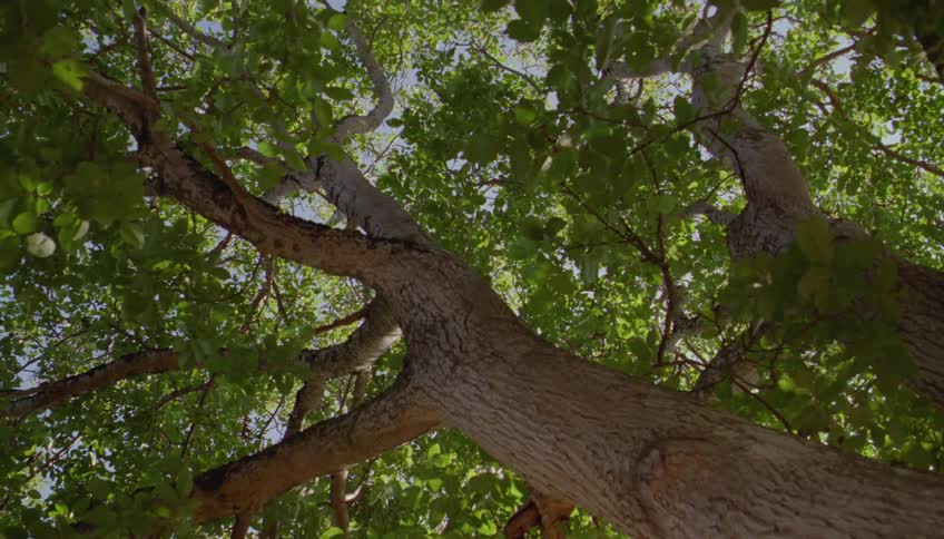 A tall tree rises with a branching canopy sunlight streaming through dense green leaves