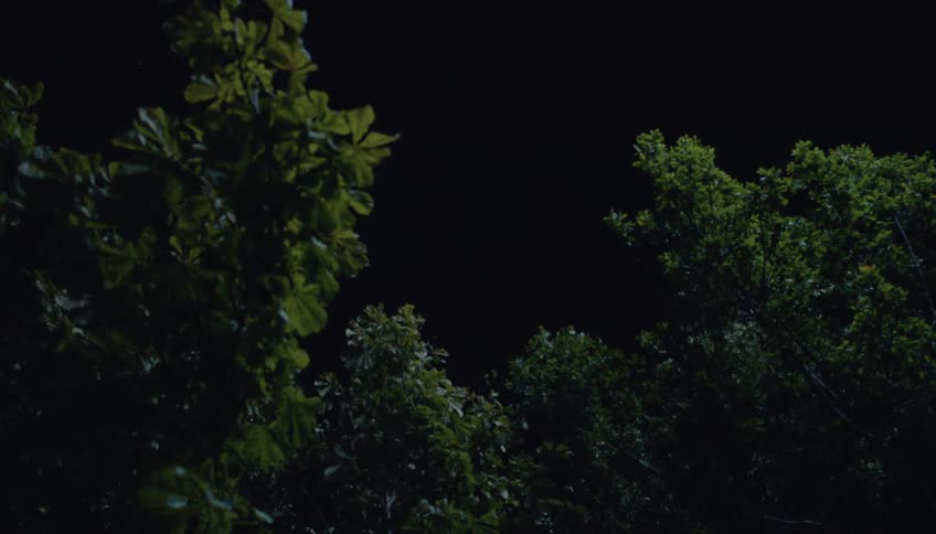 A view of some trees in a forest at night