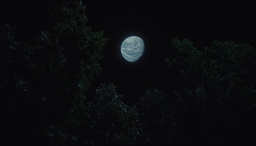 Illuminated moon in the night sky framed by dark tree canopies