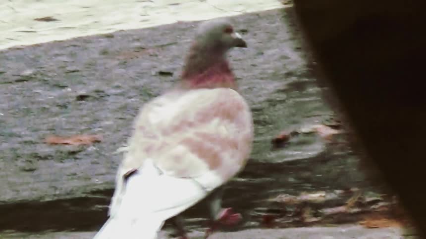 Pigeon standing in a puddle on wet asphalt