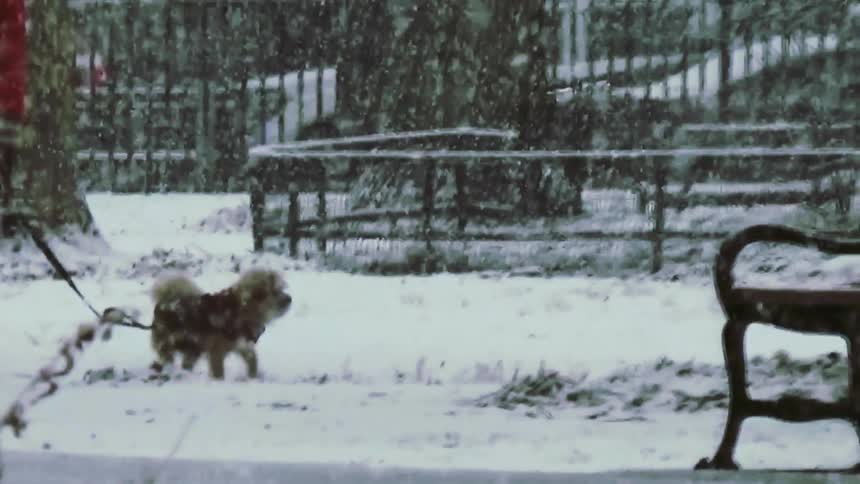 Woman walks her dog in a snow covered park during a blizzard as traffic moves on the street