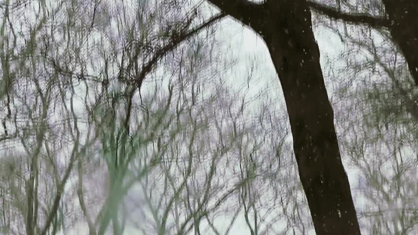 Tall bare trees in a neighborhood park as two people walk their dog in heavy falling snow