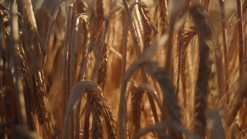 Closeup of golden wheat stalks swaying gently in warm sunlight in a farm field