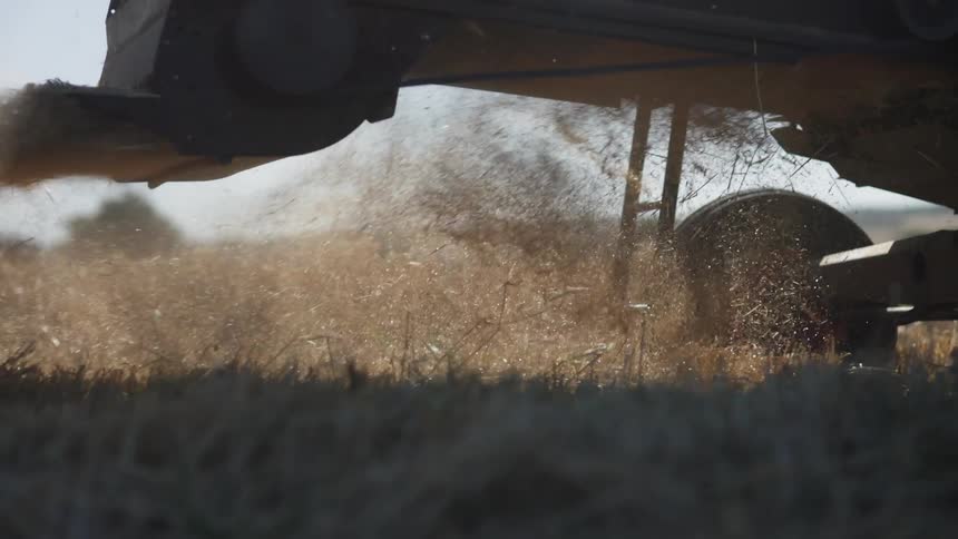 Straw being dispersed by a harvester during agricultural operation