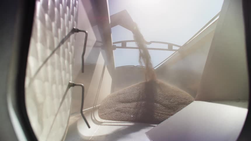 Grains of harvested wheat pour from an overhead chute into the storage bed of a large grain truckthe bright sunlight from above illuminates the dust and movement of the crop as it fills the industrial container