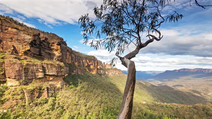 Wind blows the branches above the canyon