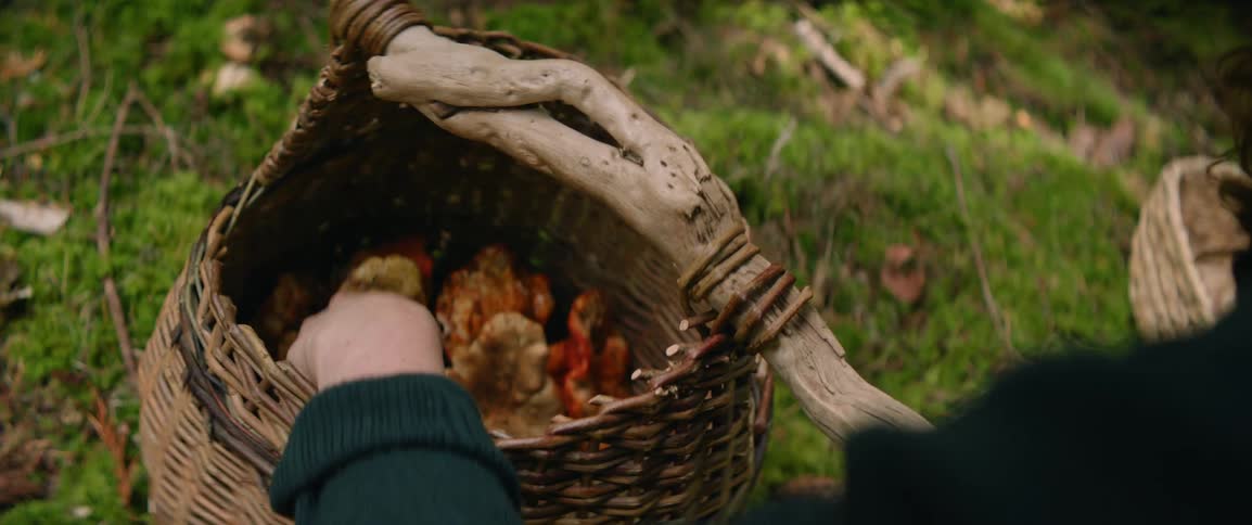 Hand picking wild mushrooms and placing them in a wicker basket amidst the vegetation