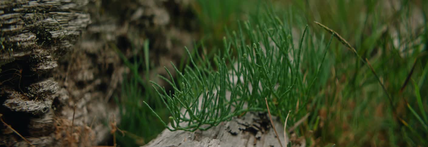 A close view shows small green plants with thin stalks growing on a piece of grey wood in a field