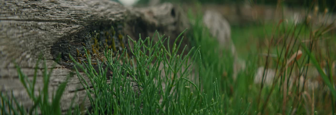 A close up shot shows green salicornia plants growing in front of a weathered piece of wood on a coastal marsh during a cloudy day