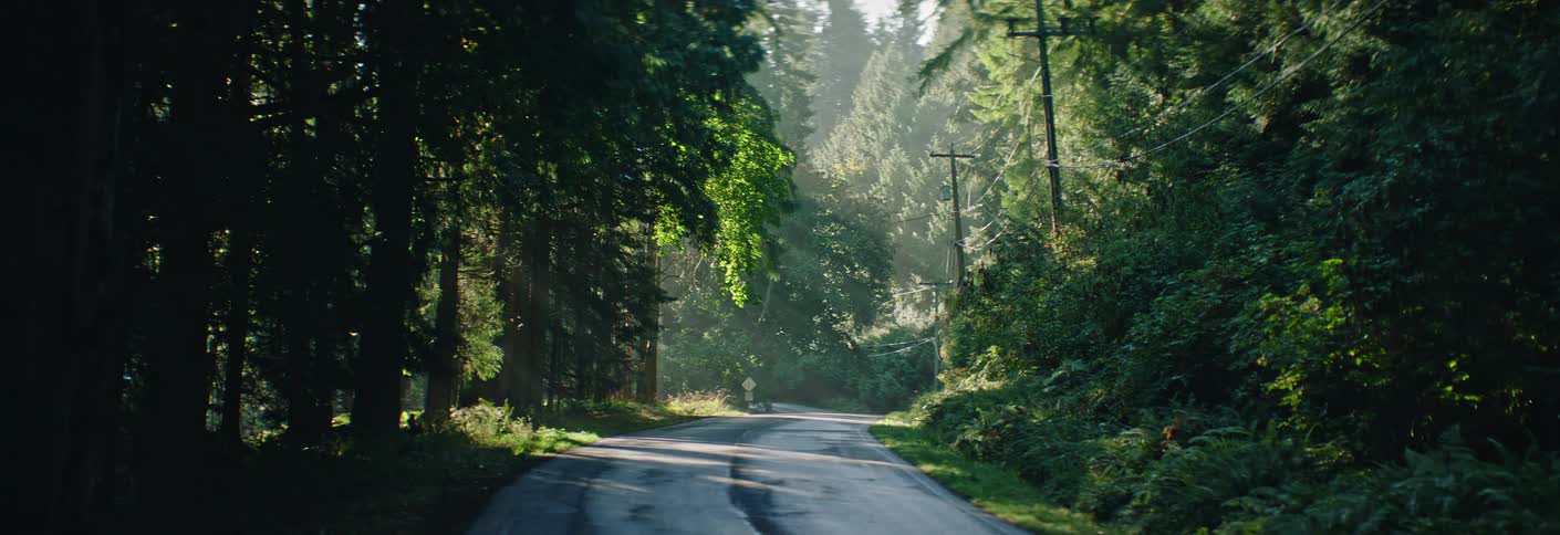 Winding road between tall trees with filtered sunlight
