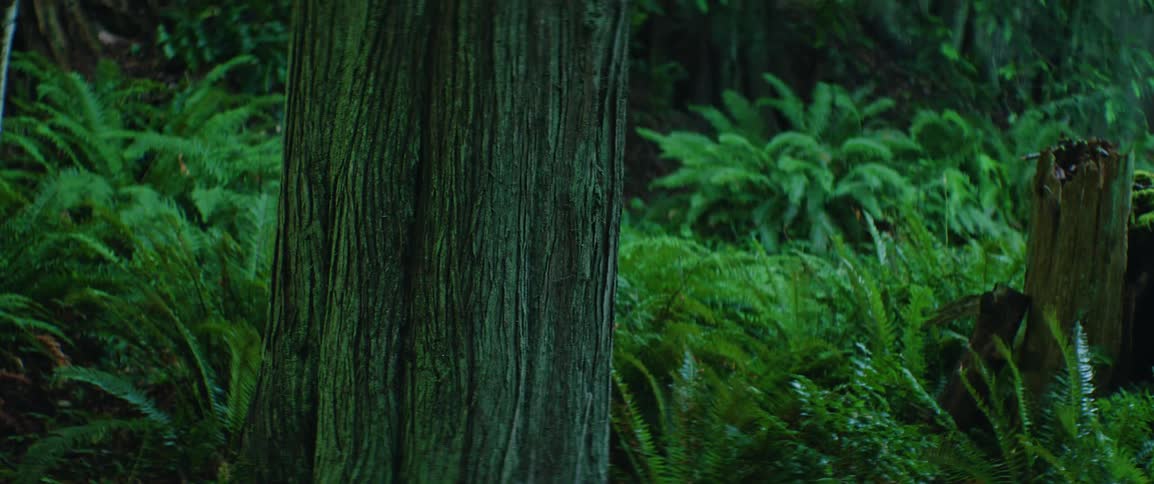 This video features a closeup static shot of a thick tree trunk with deeply textured bark the background is filled with lush green ferns and dense forest foliage creating a serene and moody woodland atmosphere