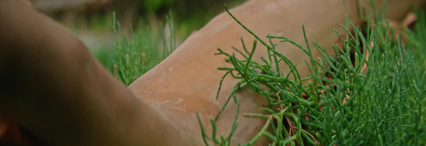 Wood among succulent plants on terracotta surface