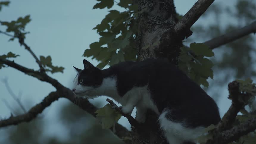 Cat standing on a branch in a tree looking around