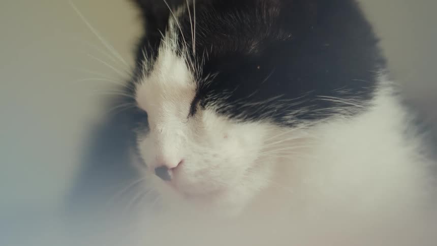 Black and white cat with closed eyes in soft serene scene