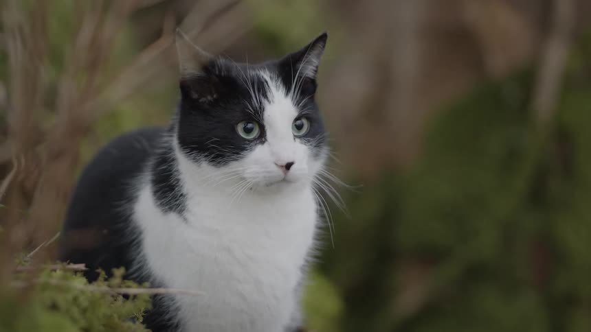Cat sitting in the grass moving its ears and looking around