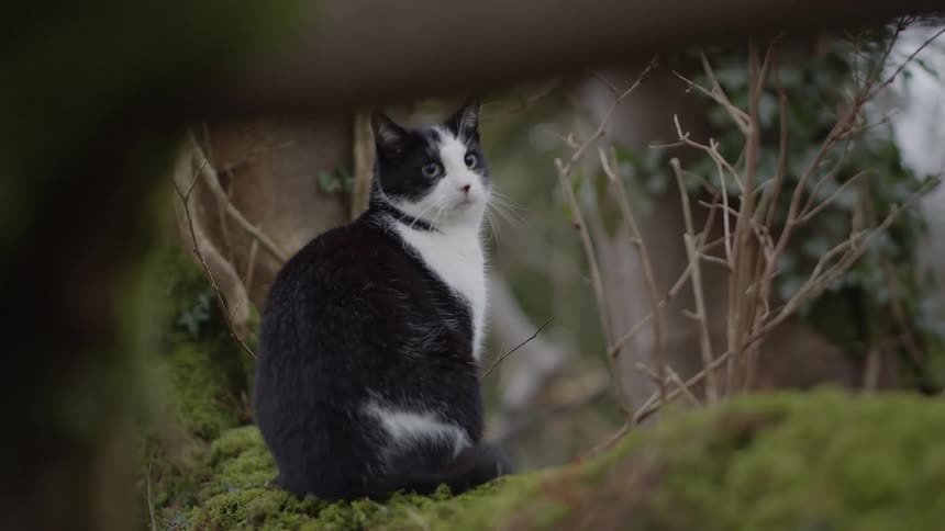 Black and white cat sits on a moss covered surface on a windy day