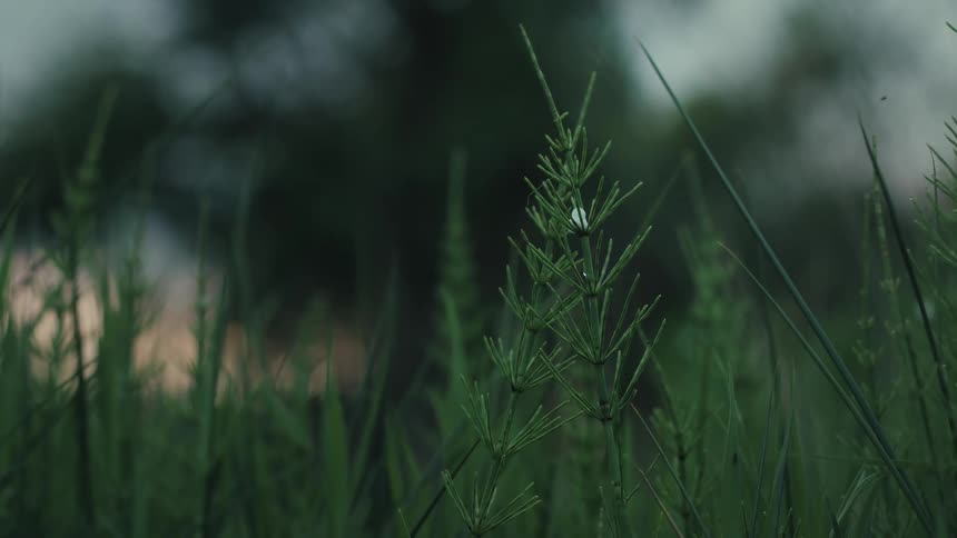 A close view shows many thin green blades of grass and brown stalks in a field during the golden hour as the sun sets