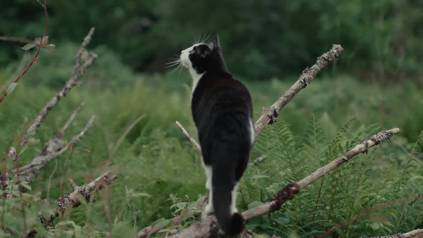 Black and white cat on a fallen branch surrounded by dense foliage