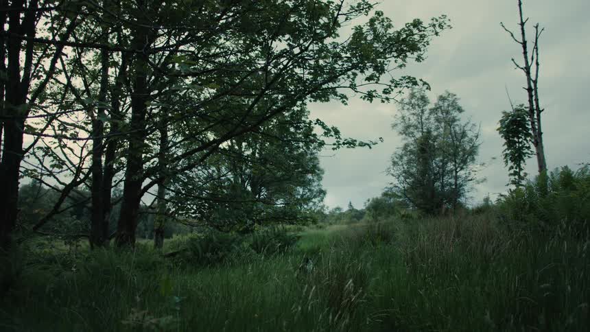 Black and white cat walking through dense greenery in natural setting