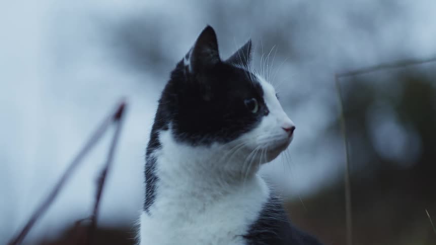 The cat is looking around outside