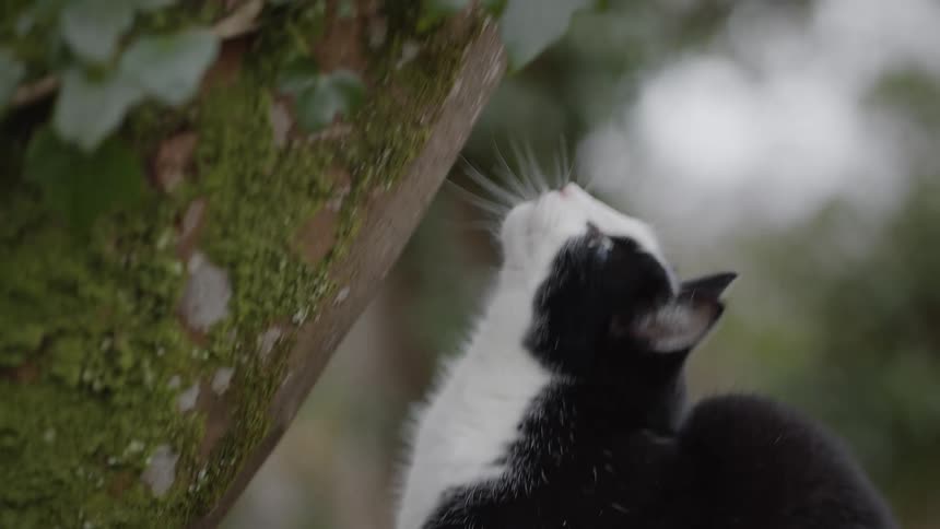 A black and white cat skillfully navigates and sniffs a mossy tree branch in a wooded area after pausing to look around with alert green eyes it continues its exploration across the trunk
