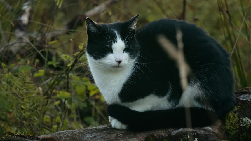 A black and white cat sitting on a log