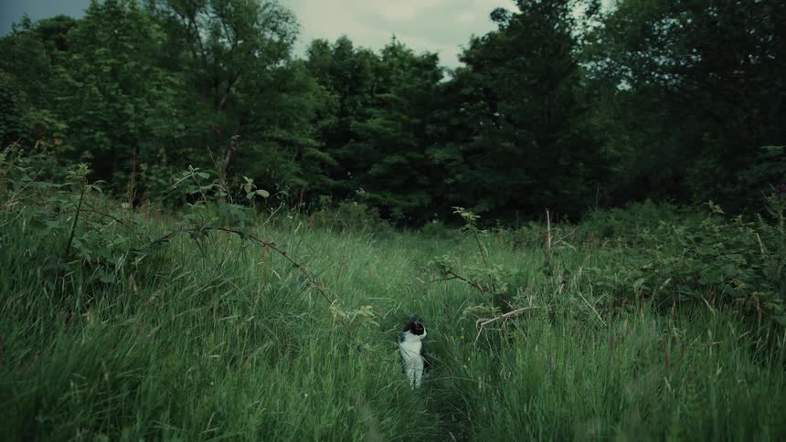 Cat sitting in a field of tall grass outside of the woods looking around