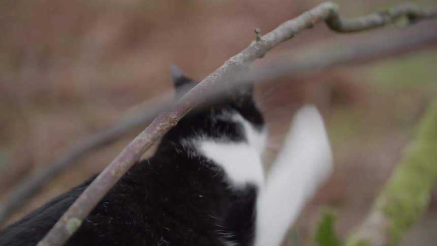 A cat is playing with a bare branch on a tree