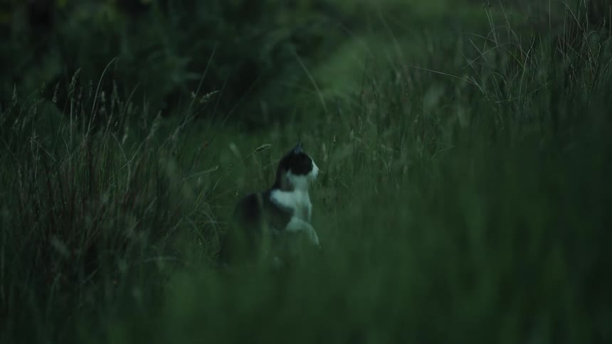Black and white cat standing upright alert among tall grass