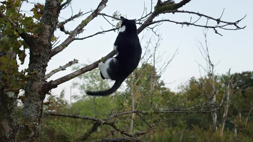 A black and white cat is trying to climb a tree