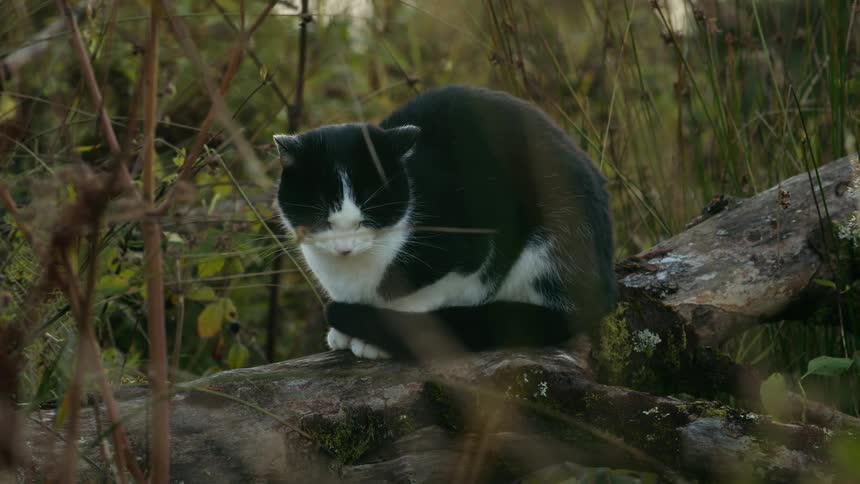 Black and white cat on mossy log amid tall vegetation