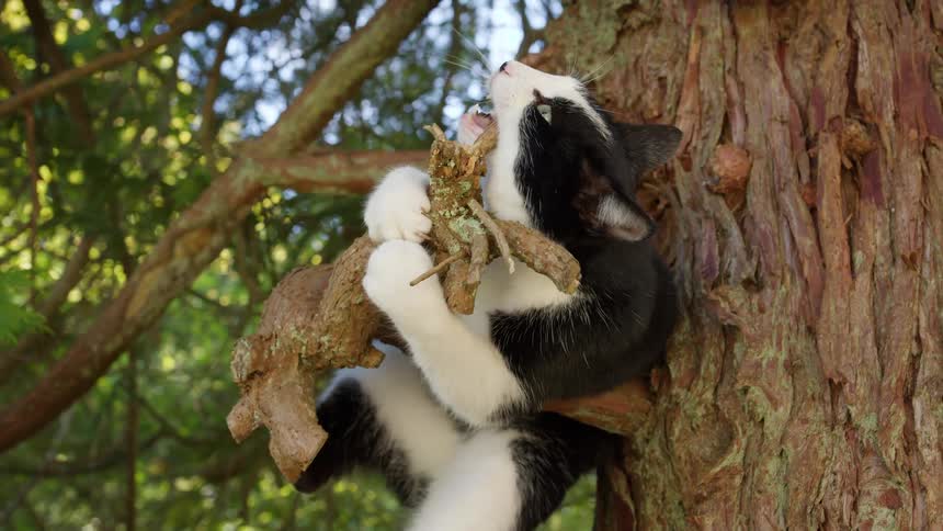 A black and white cat climbing a tree branch