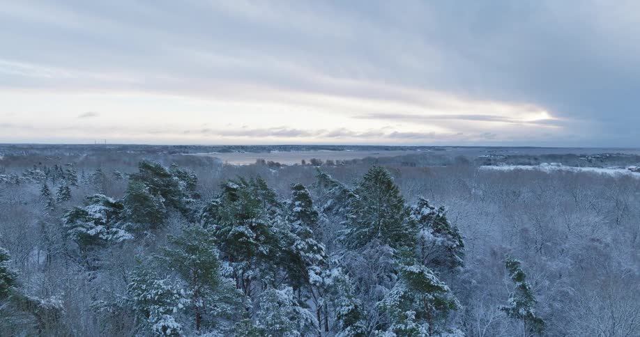 Snowcovered forest at dusk with soft light reflecting off trees and distant lake