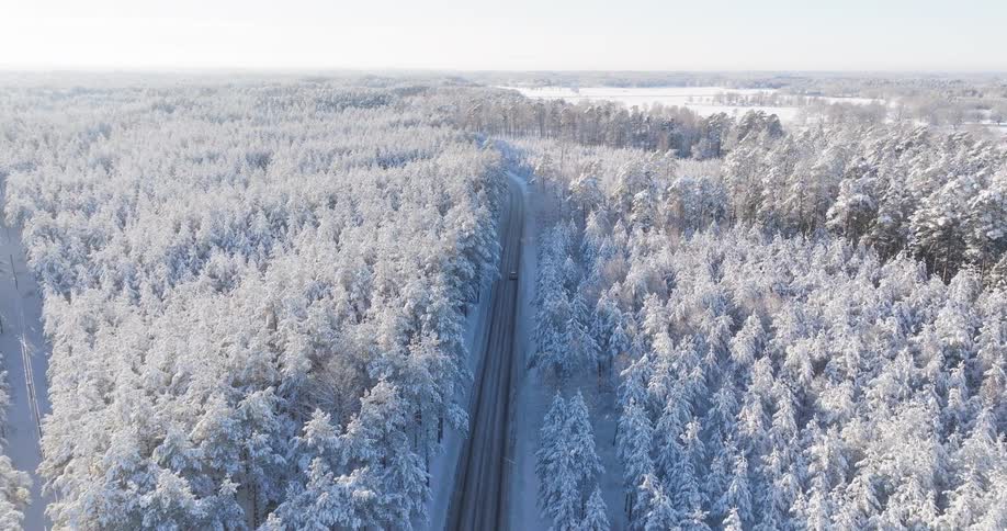 Snowcovered forest at dusk with soft light reflecting off trees and distant lake