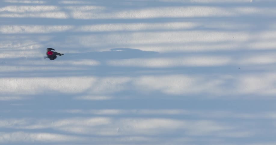 An aerial view shows a person wearing a red hat as they walk across a field covered in white snow while leaving a trail of footprints during a sunny day